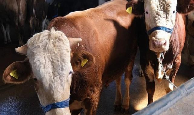 İnegöl Belediyesi Çağdaş Hayvan Pazarı’nda Yoğunluk Tepede