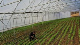 Kocaeli’de seracılık, Büyükşehir’le yaygınlaşıyor