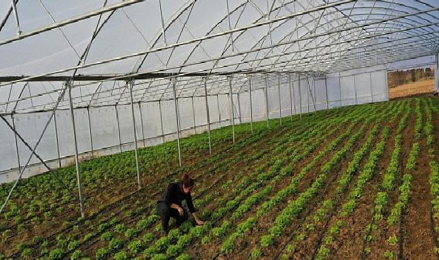 Kocaeli’de seracılık, Büyükşehir’le yaygınlaşıyor