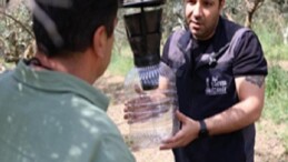Mahsulü kolda bırakan kahverengi kokarca böceğine karşı tuzak