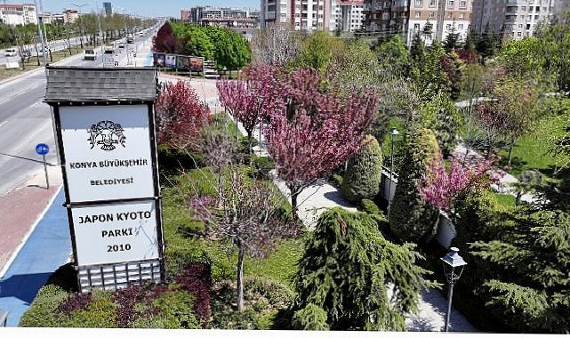Sakuralar İçin Japonya’ya Gitmenize Gerek Yok; Konya’da Sakura Mevsimi Başladı