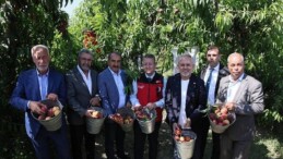 Şeftali ve nektarinde hasat vakti