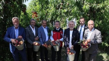 Şeftali ve nektarinde hasat vakti
