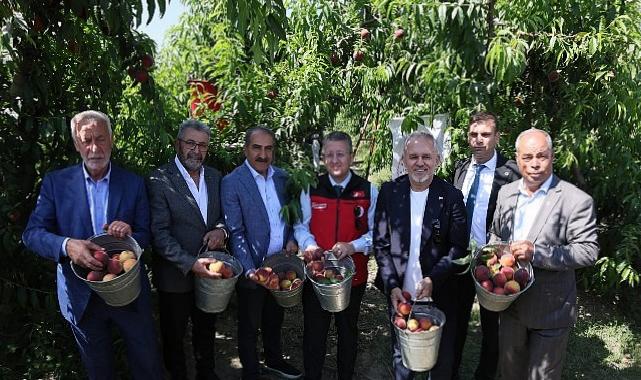 Şeftali ve nektarinde hasat vakti