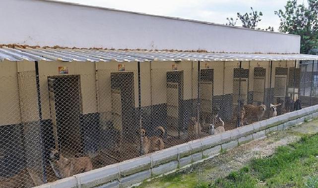 Yenişehir’de patili dostlara 5 yıldızlı hizmet