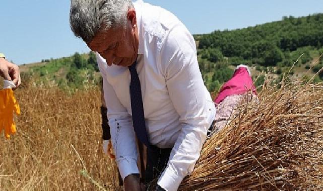 40 Yıl Ortadan Sonra Kandıra’da Keten Üretimi Yine Başladı