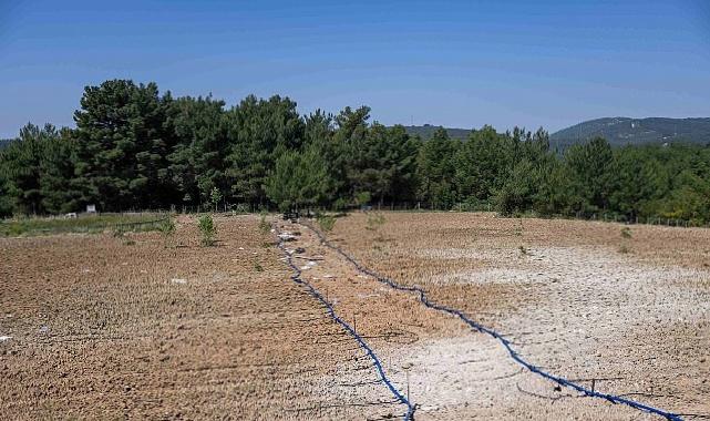 Bornova’da atıl topraklar hayat buluyor