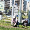 Bu Yaz Osmangazi’de Çiçek Kokuları Eksik Olmayacak