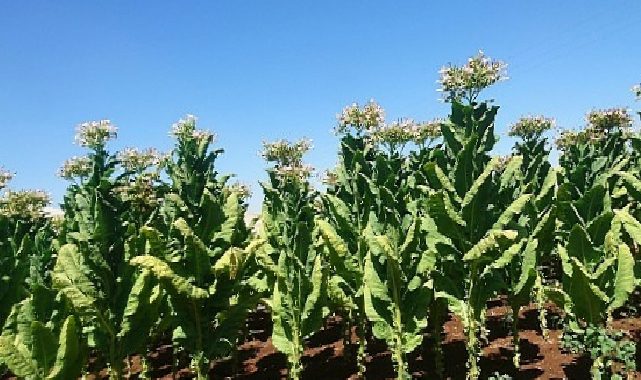 EİB ihracatında mayıs ayında ABD ve İtalya rüzgârı esti