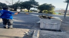 İzmir’de sivrisineğe karşı dev gayret