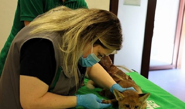 Yavru tilki Ormanya’da şifa buluyor