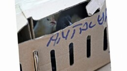 Antalya Otogarında adapsız taşınan 700 civcive el konuldu