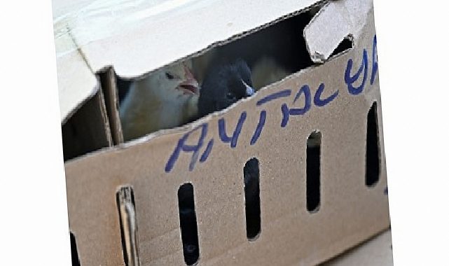 Antalya Otogarında adapsız taşınan 700 civcive el konuldu