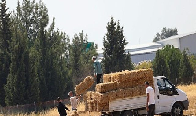 Buca Belediyesi’nden hayvancılığa can suyu