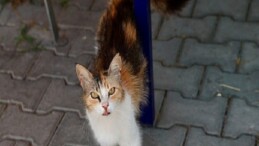 Buca’da 7 ayda 153 sokak hayvanı sahiplendirildi