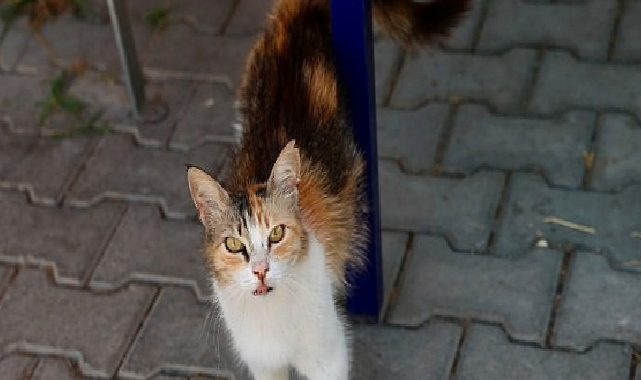 Buca’da 7 ayda 153 sokak hayvanı sahiplendirildi
