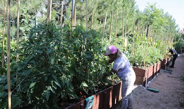 Çankaya’nın Kent Bostanlarında Emeğin Hasadı Başladı
