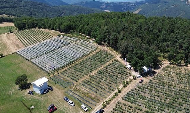 İznik’te Maviyemiş Hasadı Başladı