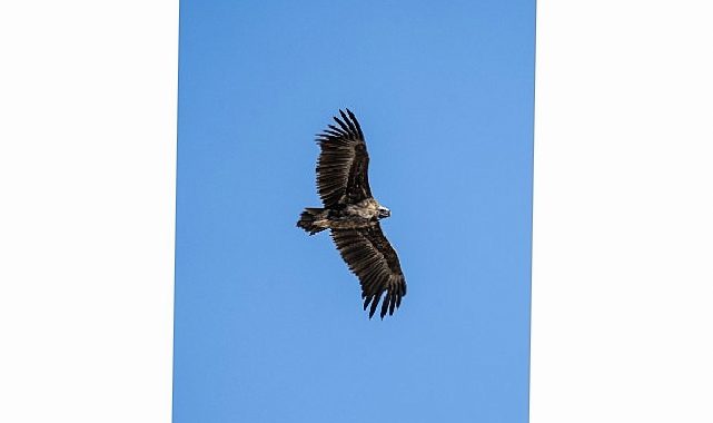 Kara Akbaba Kuzuyayla’da görüntülendi