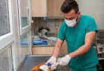Karşıyaka Belediyesi grupları can dostlar için alanda