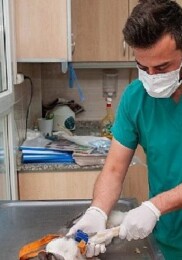Karşıyaka Belediyesi grupları can dostlar için alanda