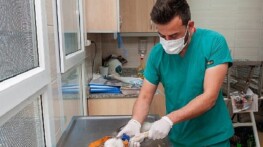 Karşıyaka Belediyesi grupları can dostlar için alanda