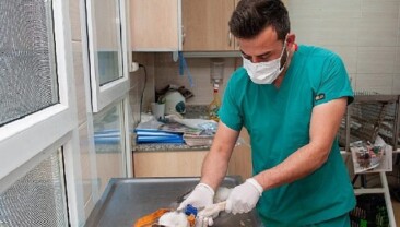 Karşıyaka Belediyesi grupları can dostlar için alanda