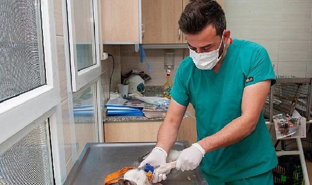 Karşıyaka Belediyesi grupları can dostlar için alanda
