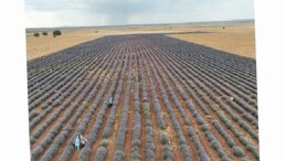 Konya Büyükşehir Lavanta Takviyesiyle Konya Ovasında Örnek Bir Dönüşüme Öncülük Ediyor