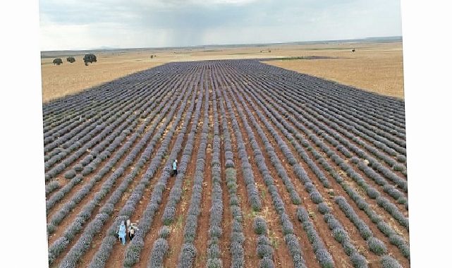 Konya Büyükşehir Lavanta Takviyesiyle Konya Ovasında Örnek Bir Dönüşüme Öncülük Ediyor