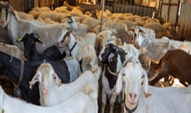 Küçükbaş üreticisinin günler süren işi dakikalara indi