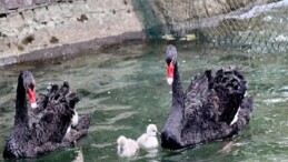 Kuğulu Park Ailesi Büyüdü