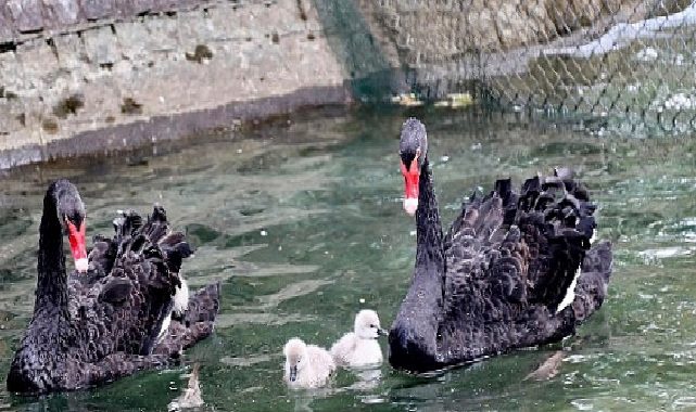 Kuğulu Park Ailesi Büyüdü