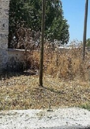 Manisa Büyükşehir’den Karacaahmet Türbesi’nde Hummalı Paklık
