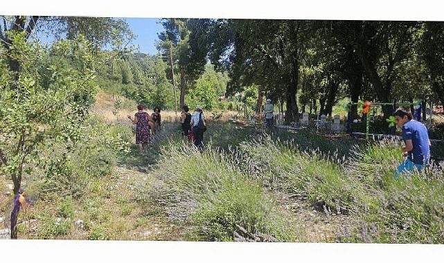Vatandaşlar Gedelme’nin Mor Hoşluğuyla Buluştu