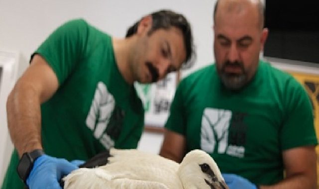 Yavru leylekler şifalı ellerde kanat çırpmayı bekliyor