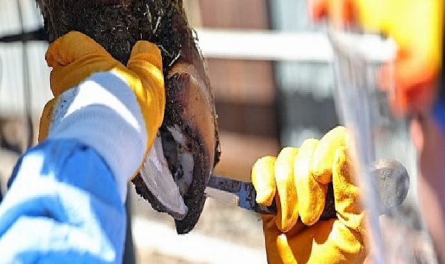 Büyükşehir’den üreticiye tırnak bakım dayanağı