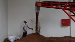 Kandıra’nın fındığı Büyükşehir teminatında
