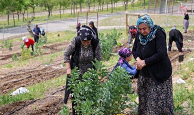 Mahalle Bostanları büyüyor