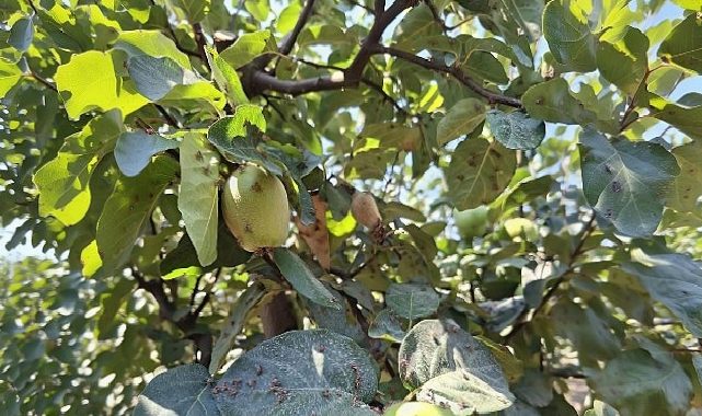 Menderes’te Akdeniz Meyve Sineğine Karşı Biyoteknik Gayret