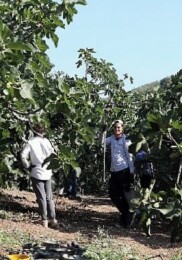 Mudanya’da İncir Hasadı Sürüyor