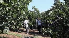 Mudanya’da İncir Hasadı Sürüyor