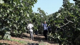 Mudanya’da İncir Hasadı Sürüyor