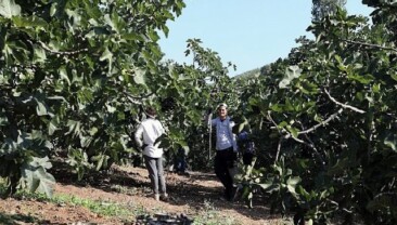 Mudanya’da İncir Hasadı Sürüyor