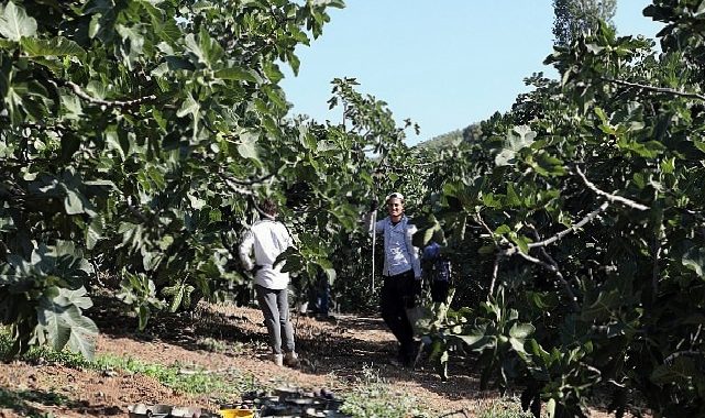 Mudanya’da İncir Hasadı Sürüyor