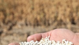 Nilüfer’de kuru tarıma örnek alternatif eser: “Aspir” hasadı yapıldı
