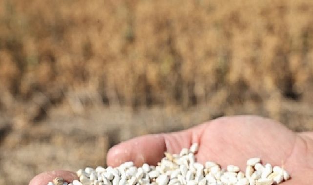 Nilüfer’de kuru tarıma örnek alternatif eser: “Aspir” hasadı yapıldı