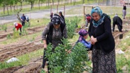 Toprakta hayat, sofrada rahmet: Mahalle Bostanları’nda yaz hasadı