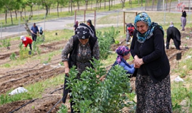 Toprakta hayat, sofrada rahmet: Mahalle Bostanları’nda yaz hasadı