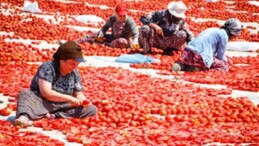 Torbalı’nın kuru domates işçileri yalnız bırakılmadı